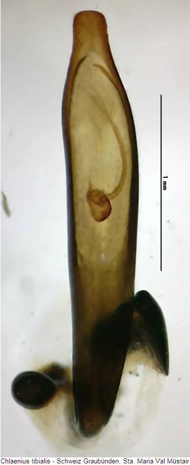 chlaenius_tibialis.jpg