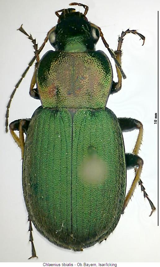 chlaenius_tibialis_hab.jpg