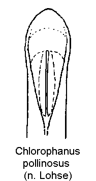 chlorophanus_pollinosus.gif