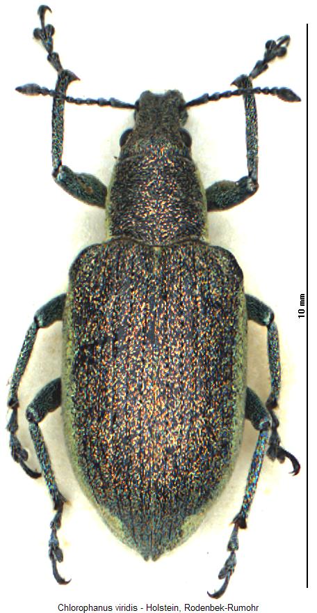 chlorophanus_viridis_hab.jpg