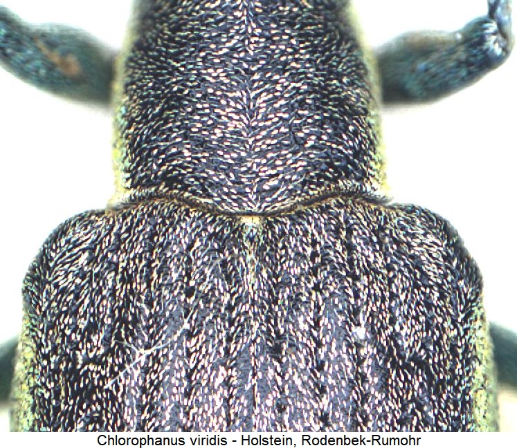 chlorophanus_viridis_vk.jpg