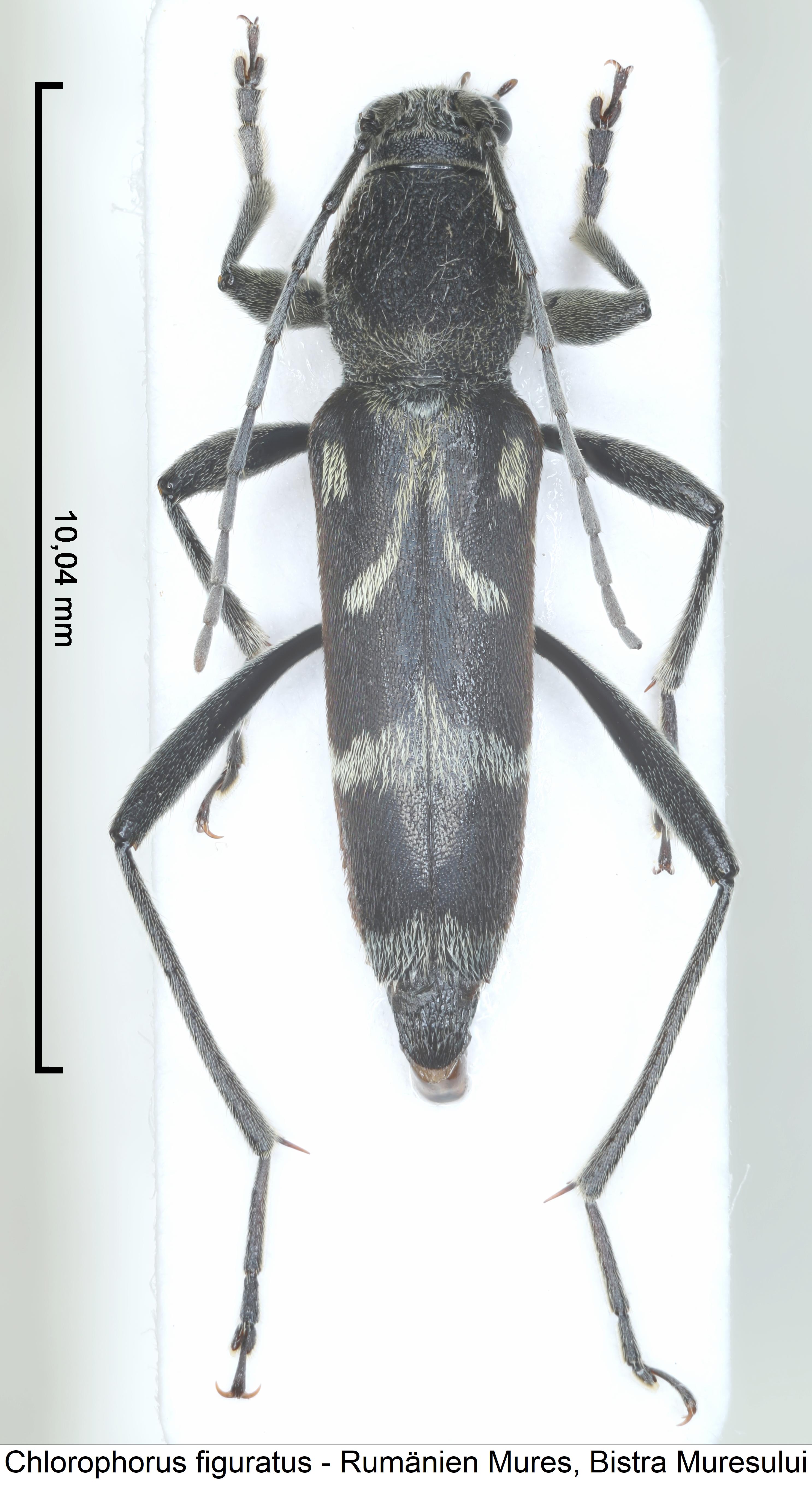chlorophorus_figuratus_hab.jpg