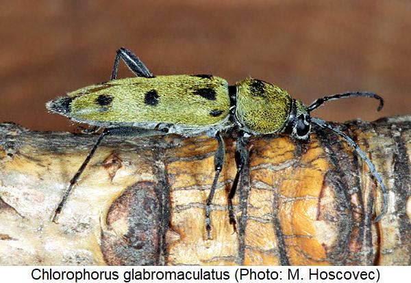 chlorophorus_glabromaculatus_hab.jpg