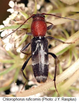 chlorophorus_ruficornis_hab.jpg