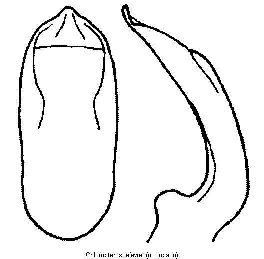 chloropterus_lefevrei.gif