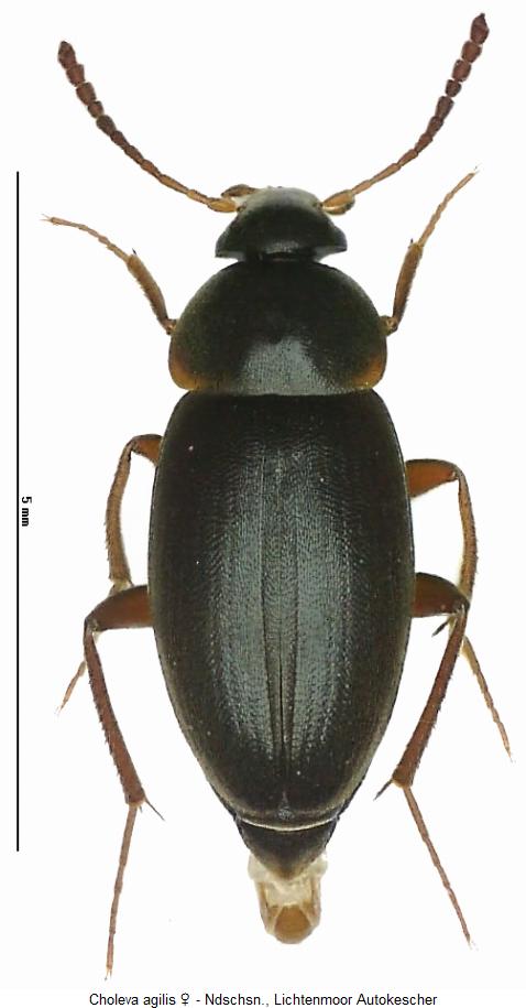 choleva_agilis_hab.jpg
