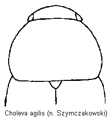 choleva_agilis_hsch.gif