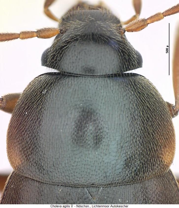 choleva_agilis_hsch.jpg