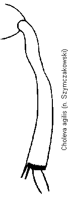choleva_agilis_mschn.gif