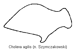 choleva_agilis_troch.gif