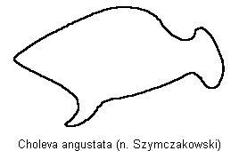 choleva_angustata_troch.gif