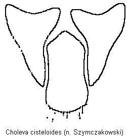 choleva_cisteloides_gt.gif