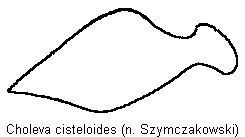 choleva_cisteloides_troch.gif