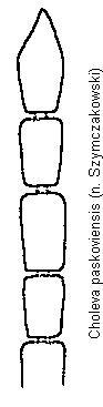 choleva_paskoviensis_f.gif