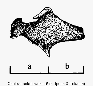 choleva_sokolowskii_tro.gif
