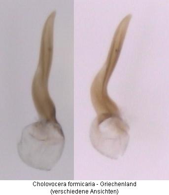 cholovocera_formicaria.jpg