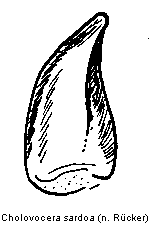 cholovocera_sardoa.gif