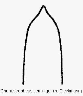 chonostropheus_seminiger.gif