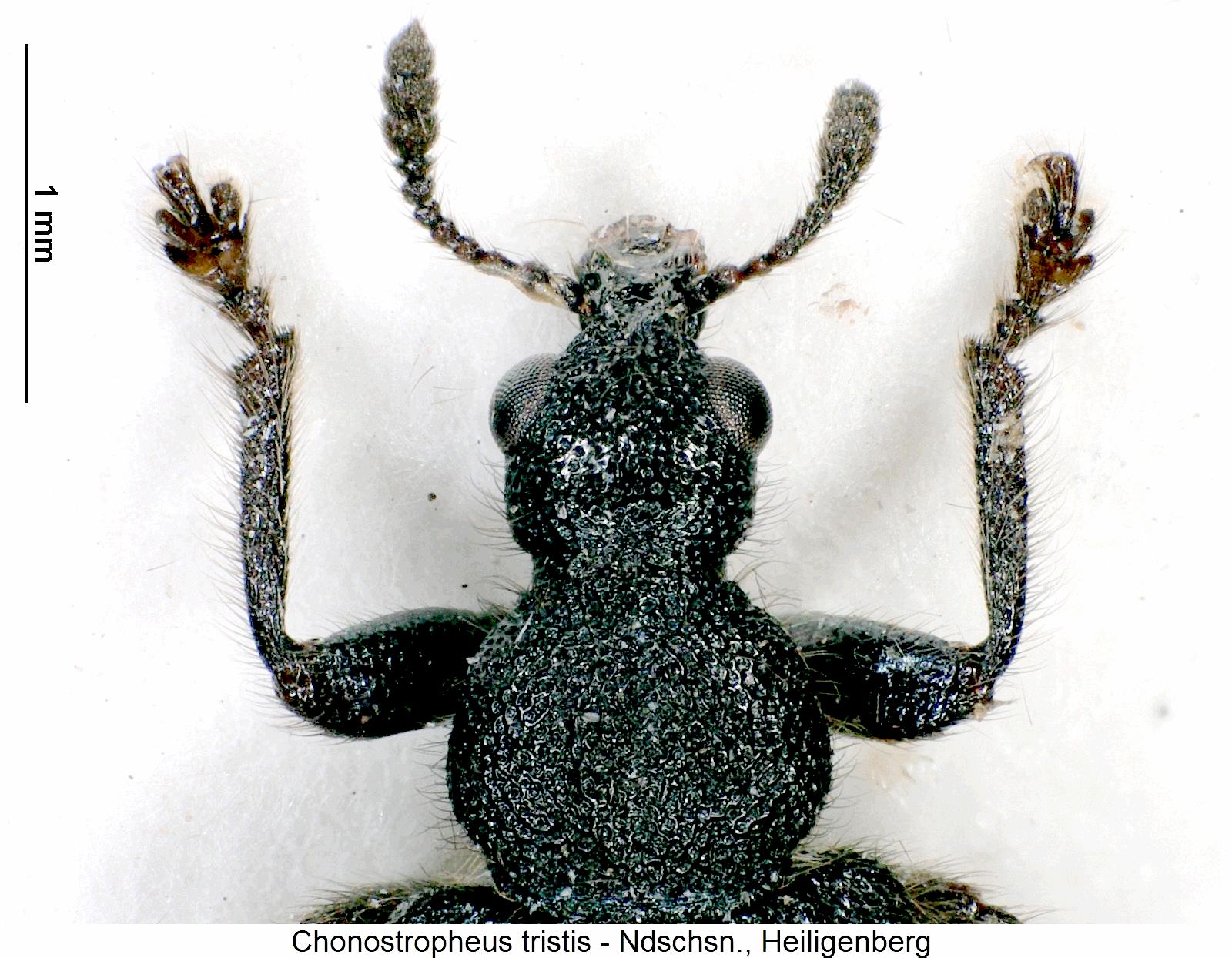 chonostropheus_tristis_vk.jpg