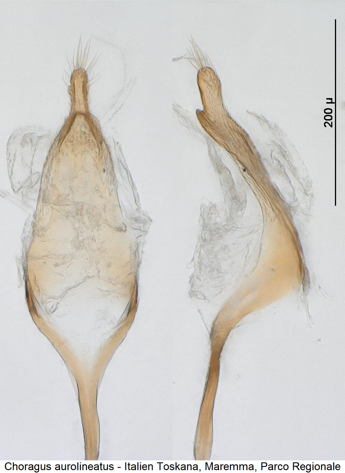 choragus_aurolineatus_pm.jpg