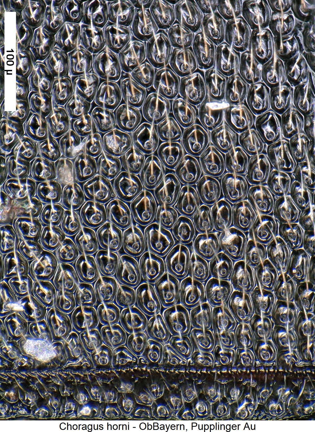 choragus_horni_hsch.jpg