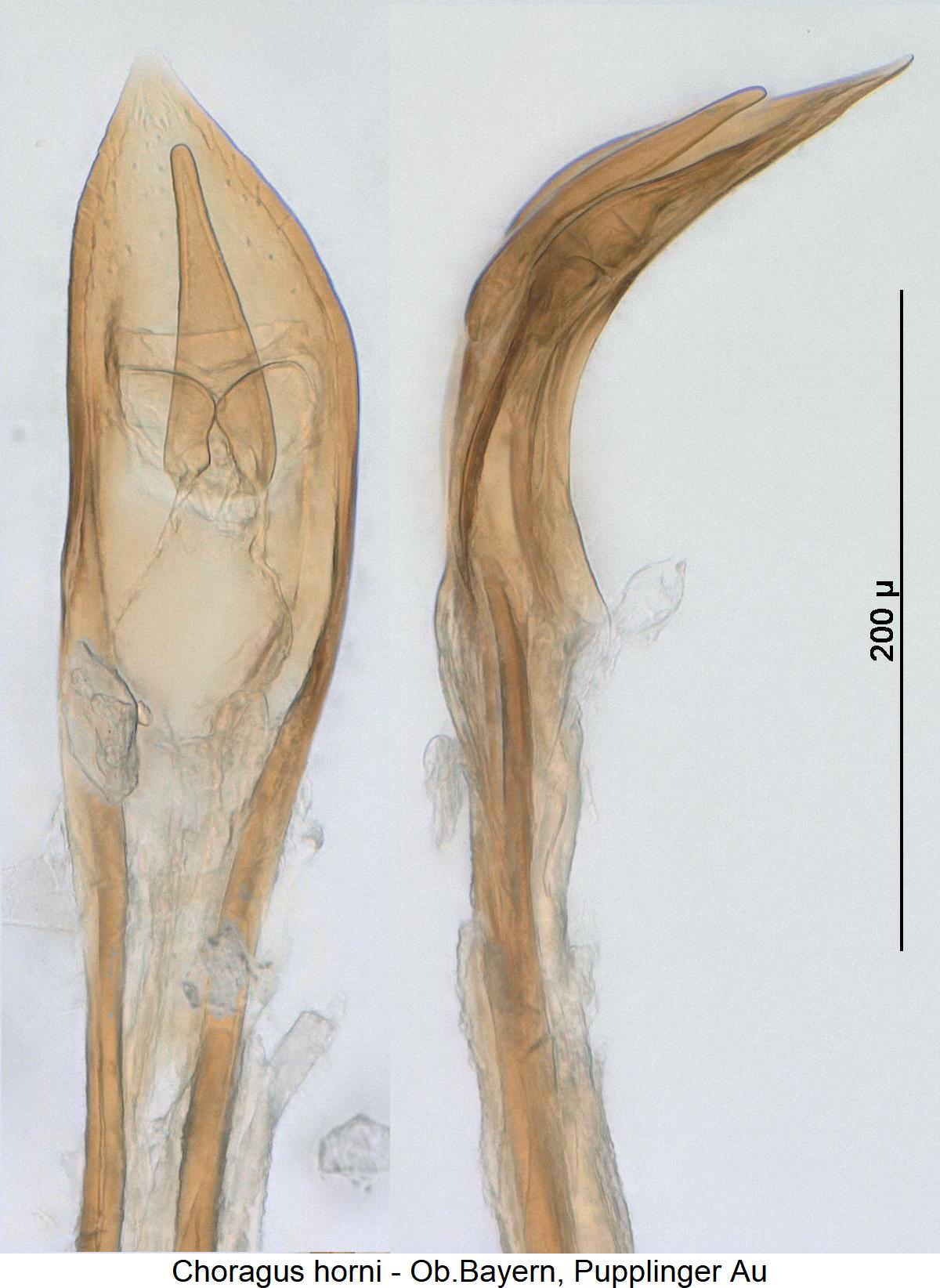 choragus_horni_pen.jpg