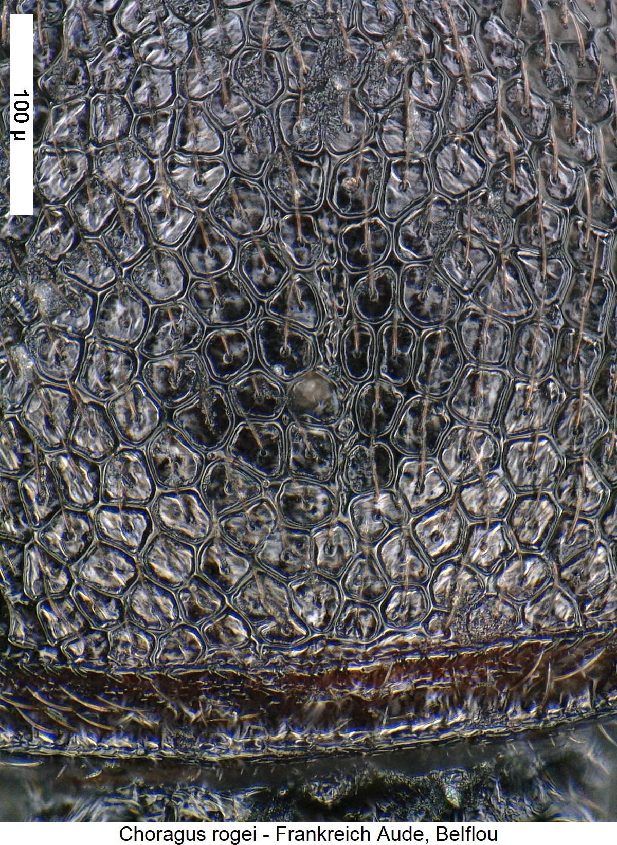 choragus_rogei_hsch.jpg