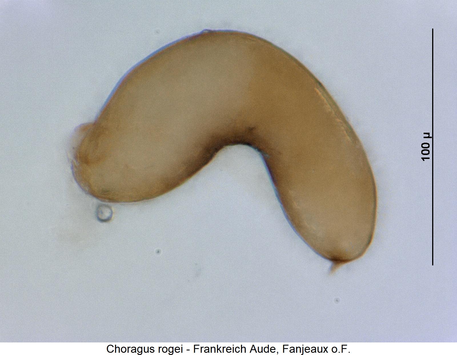 choragus_rogei_sperm.jpg