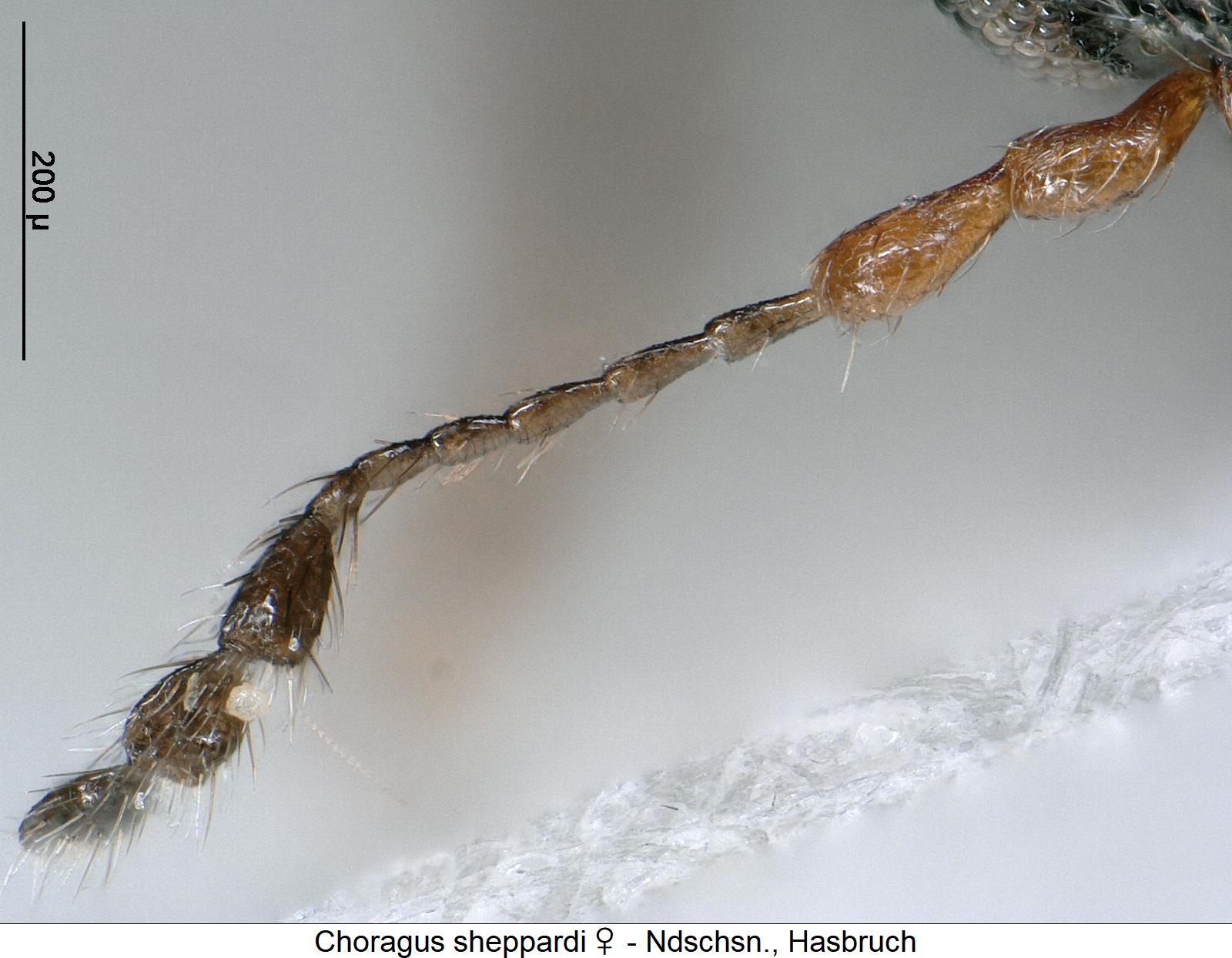 choragus_sheppardi_f.jpg