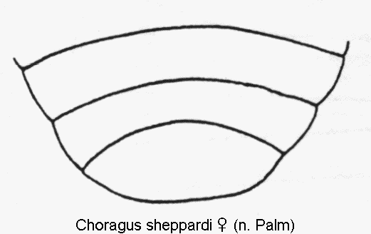 choragus_sheppardi_w_abd.gif