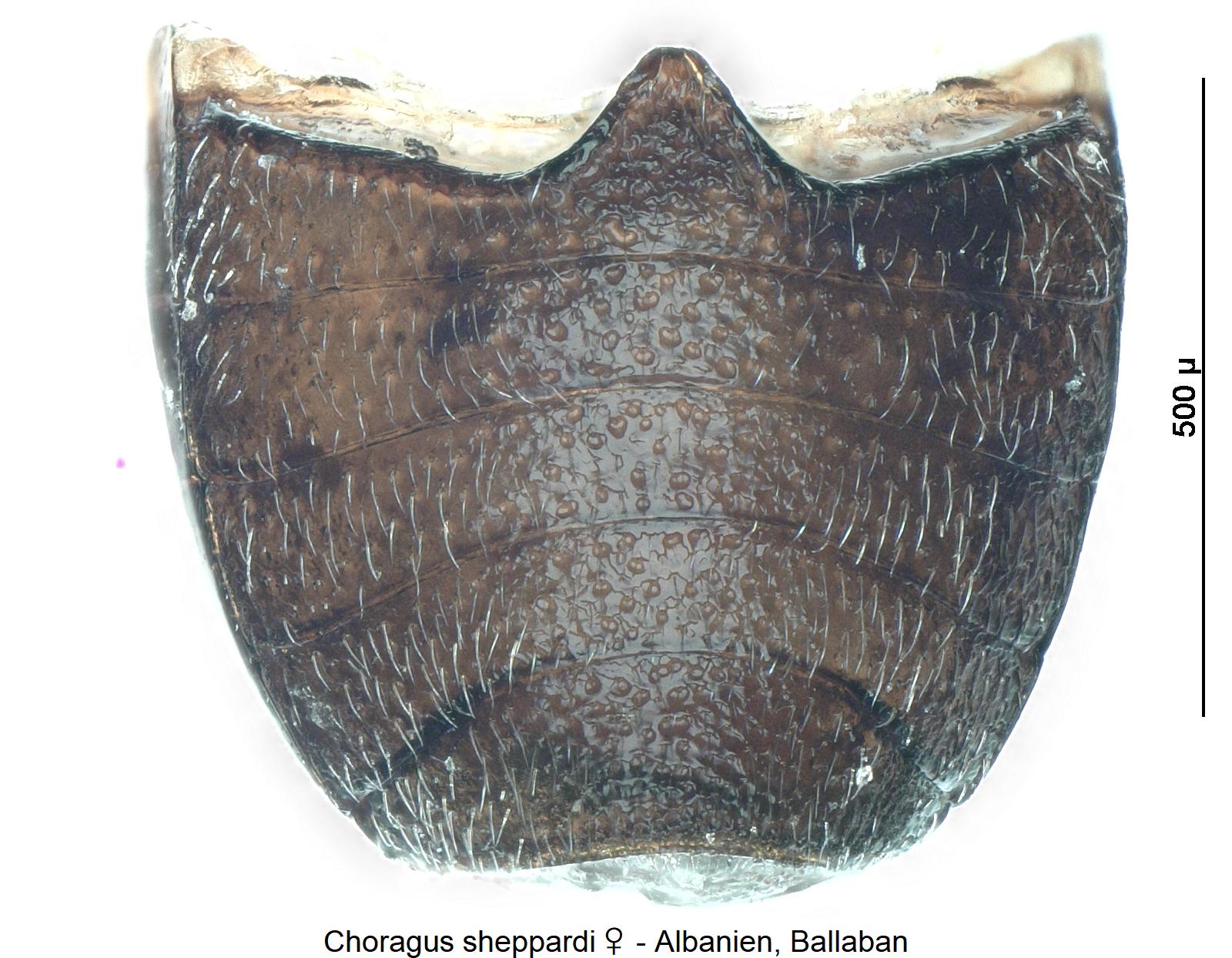 choragus_sheppardi_w_abd.jpg