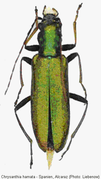 chrysanthia_hamata_hab.gif