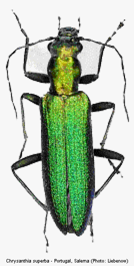chrysanthia_superba_hab.gif
