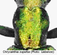 chrysanthia_superba_hsch.gif