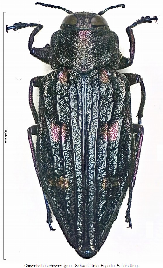 chrysobothris_chrysostigma_hab.jpg