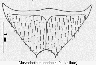 chrysobothris_leonhardi_ster.gif