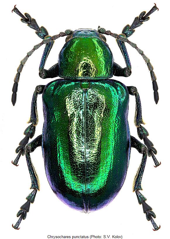 chrysochares_punctatus_hab.jpg