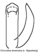 chrysolina_americana.gif