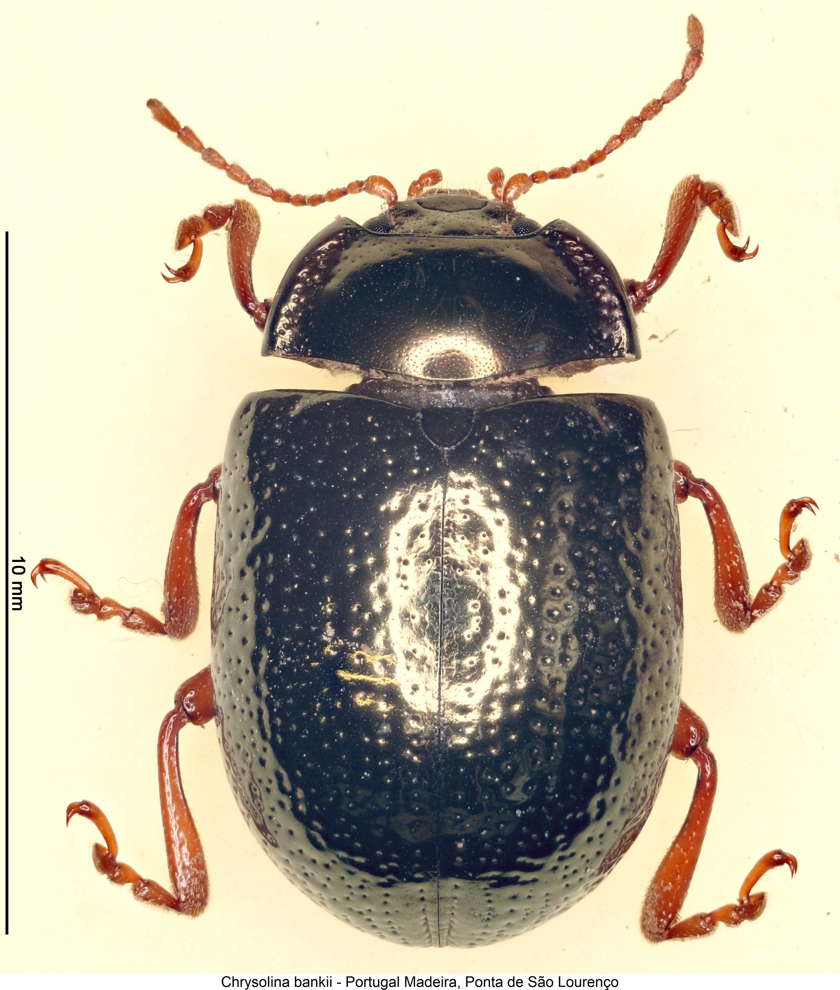 chrysolina_bankii_hab1.jpg