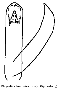chrysolina_brunsvicensis.gif