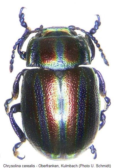 chrysolina_cerealis.jpg