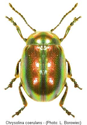 chrysolina_coerulans1.jpg