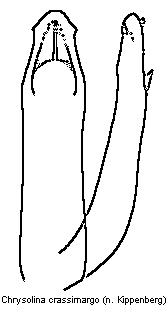 chrysolina_crassimargo.gif