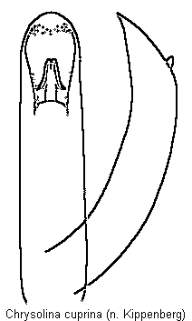 chrysolina_cuprina.gif