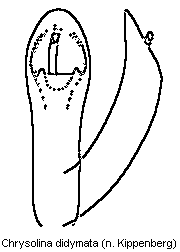 chrysolina_didymata.gif