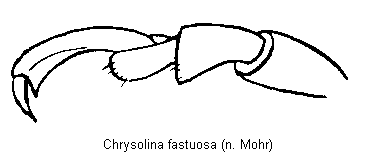 chrysolina_fastuosa_tr.gif
