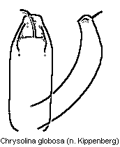 chrysolina_globosa.gif