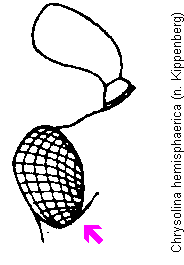 chrysolina_hemisphaerica_k.gif