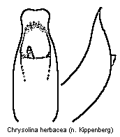 chrysolina_herbacea.gif