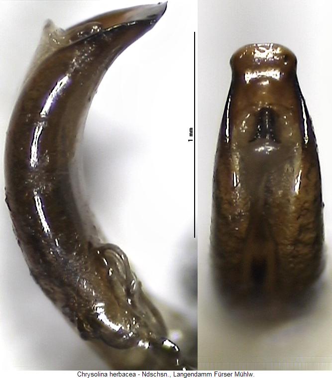 chrysolina_herbacea.jpg